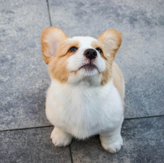 The Ultimate Puppy Starter Guide