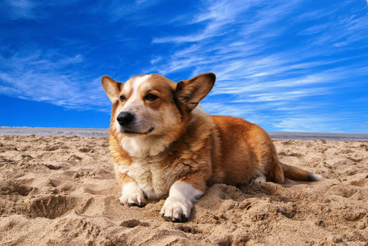 5 Essential Tips to Keep Your Dog Happy and Healthy